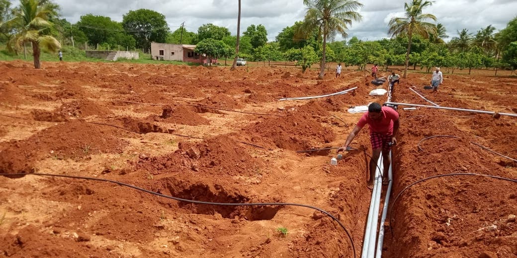 HiTech crew laying drip irrigation mains in trenches across an orchard