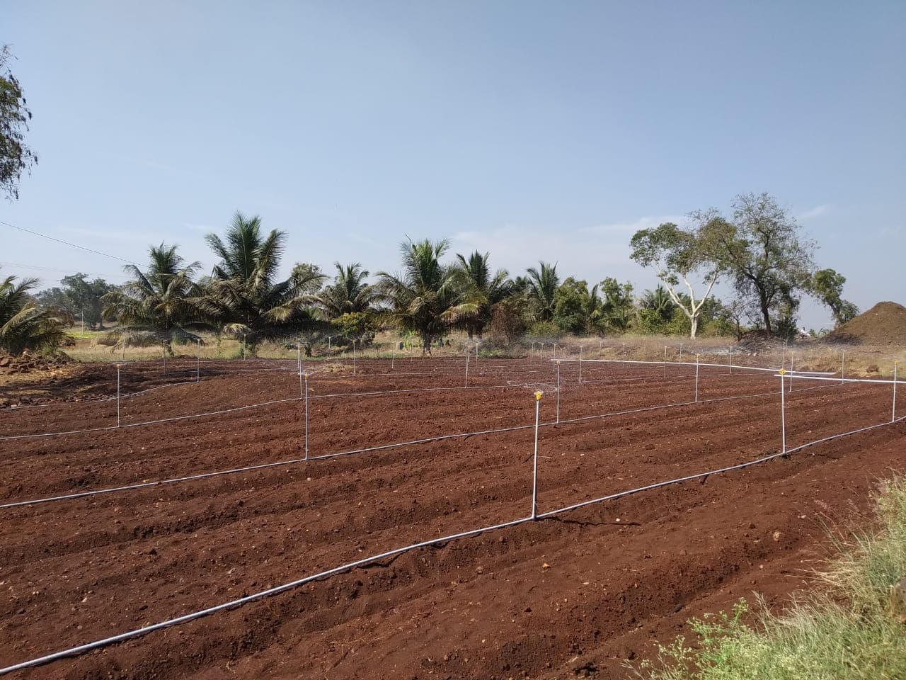 Micro-sprinkler layout installed over prepared beds