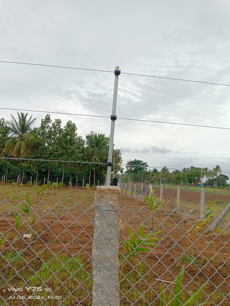 Chain link and solar fence protecting a young coconut plantation