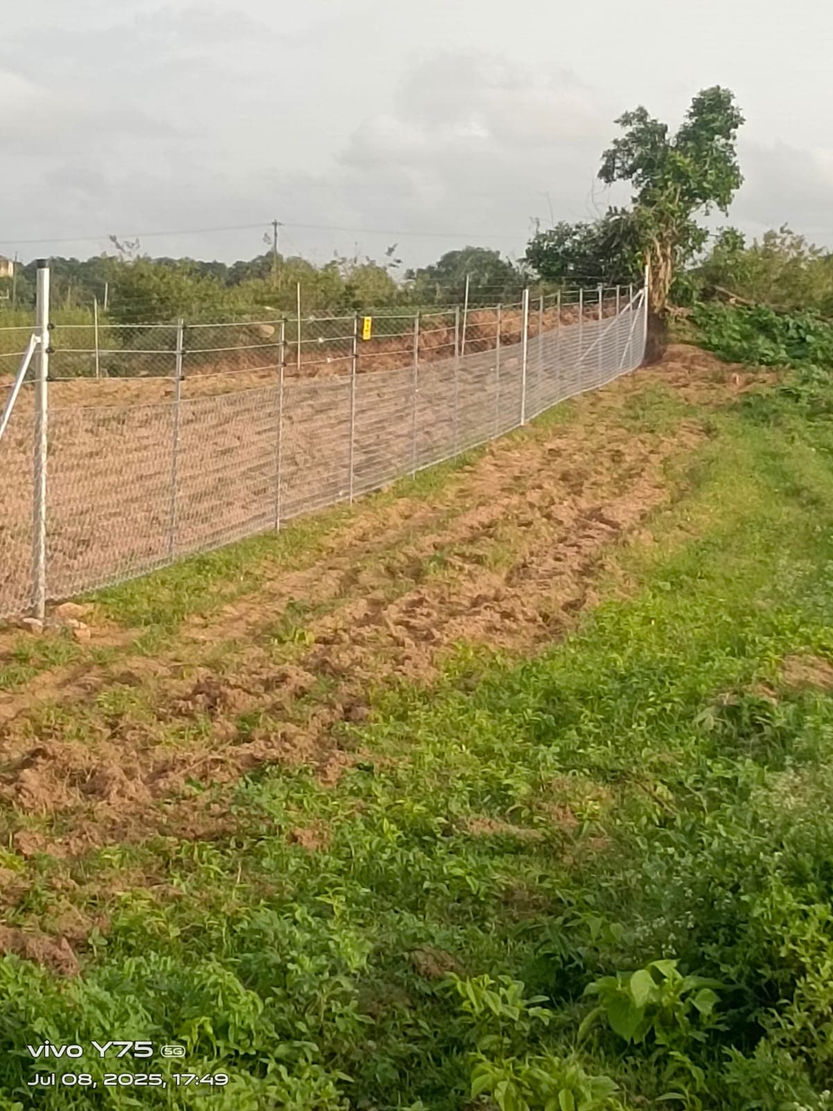 Chain link fencing on GI posts enclosing a cultivated field